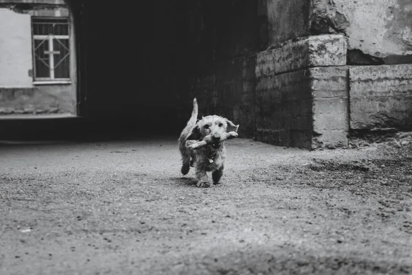 庭に棒を持ったダックスフント犬が走っています — ストック写真
