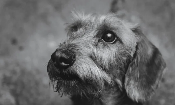 Una Testa Cane Bassotto Intelligente Vicino Bianco Nero — Foto Stock