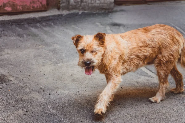 舌を出して歩く片目の生姜犬 — ストック写真