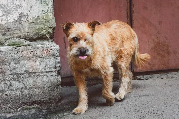 舌のある片目の生姜犬が — ストック写真