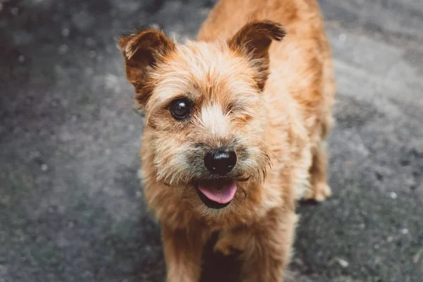 庭のアスファルトの上の片目の生姜犬 — ストック写真