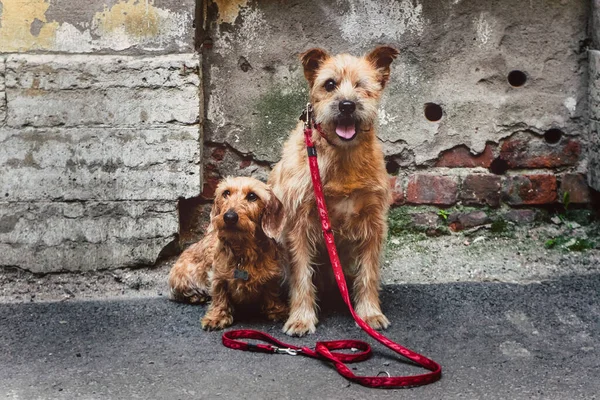 Две Милые Рыжие Собаки Сидят Дворе — стоковое фото