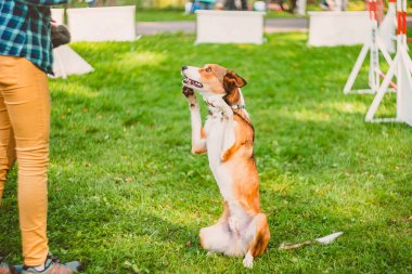 Köpek sirk numarası yapıyor, tavşan standında arka ayakları üzerinde oturuyor, köpek eğitmenine bakıyor.