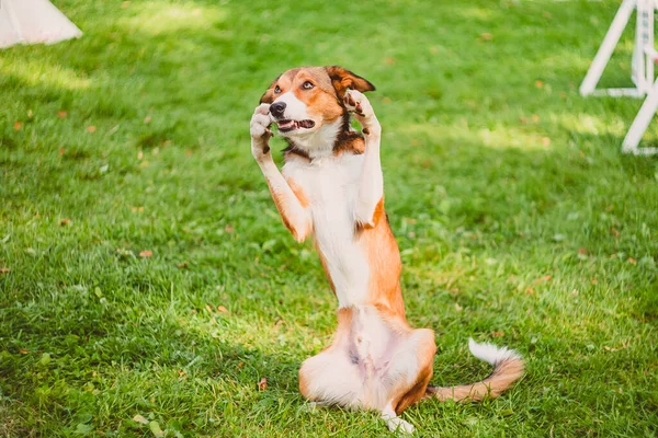Een Hond Demonstreert Een Truc Een Dansbeweging Met Opgeheven Poten — Stockfoto