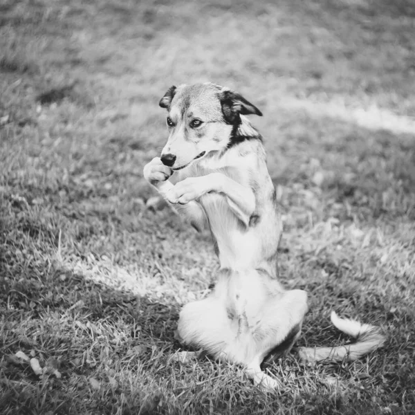 Black and white portrait of a poor dog that plaintively asks for food, sits on its hind legs and points at its mouth with its front paws