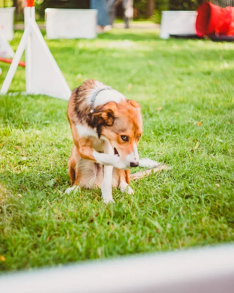 The dog eats the treat with its front paw and looks slyly at the camera