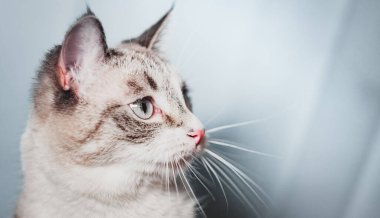 Tayland Siyam kedisi arkasını döner, yanaklarındaki çizgileri gösterir.