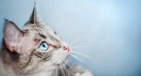 Thajská Kočka Klidně Vypadá Úhlopříčně Modré Oči — Stock fotografie