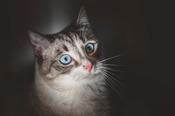 Gato Sentado Escuro Caçador Noturno — Fotografia de Stock