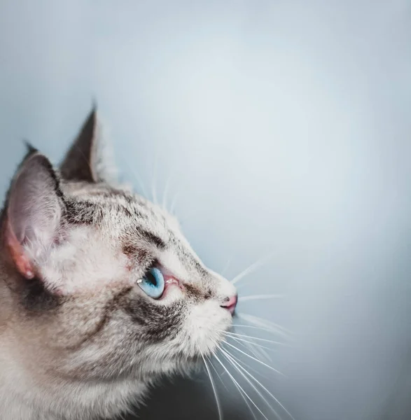 Profil Thajské Siamské Kočky Vzhlédne Šikmo Vzhůru Loví — Stock fotografie