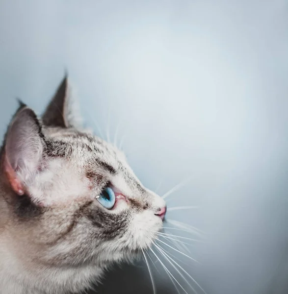 Perfil Del Gato Siamés Tailandés Mira Hacia Arriba Diagonalmente Cazando — Foto de Stock