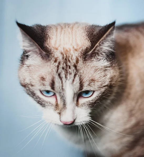 Gato Siamés Tailandés Mira Hacia Abajo Muestra Las Rayas Cabeza — Foto de Stock