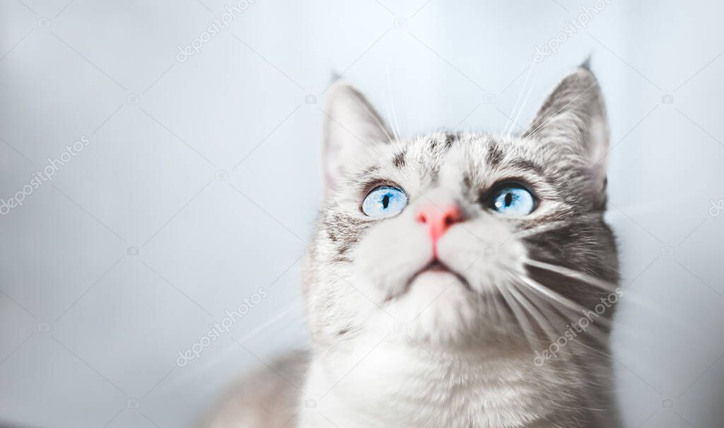 Background. A Thai Siamese cat with blue eyes is looking for something upstairs