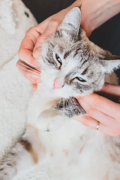 Masajeando Cuello Los Pómulos Del Gato Técnica Masaje — Foto de Stock