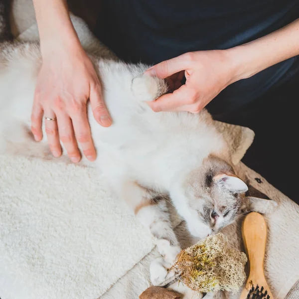 Masaje Ligero Acariciando Con Palma Todo Cuerpo Del Gato — Foto de Stock