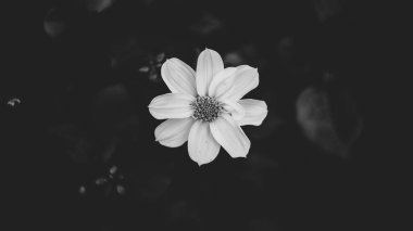 Siyah arka planda tek sıra beyaz Dahlia çiçeği.