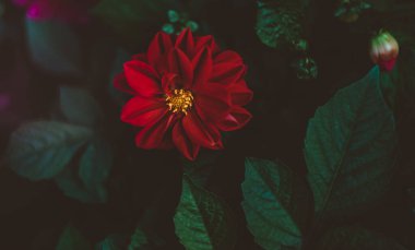 Sarı çekirdekli mor duble Dahlia çiçeği ve kabartma yapraklarıyla çevrili Bud.