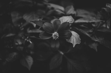 Siyah arka planda bir arı olan Siyah Dahlia çiçeği