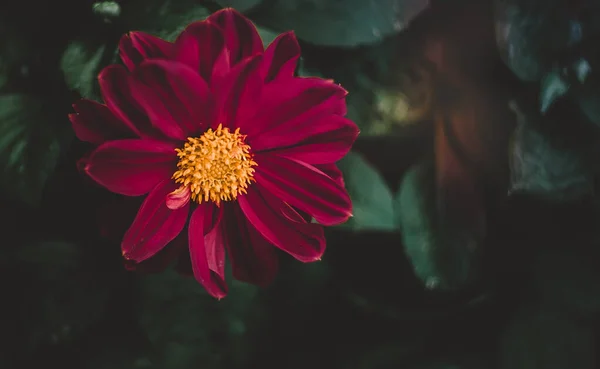 Een Bloem Van Een Dubbele Kastanjebruine Dahlia Met Een Gele — Stockfoto