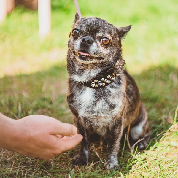 Portret Czarnego Psa Chihuahua Wystawie Psów — Zdjęcie stockowe