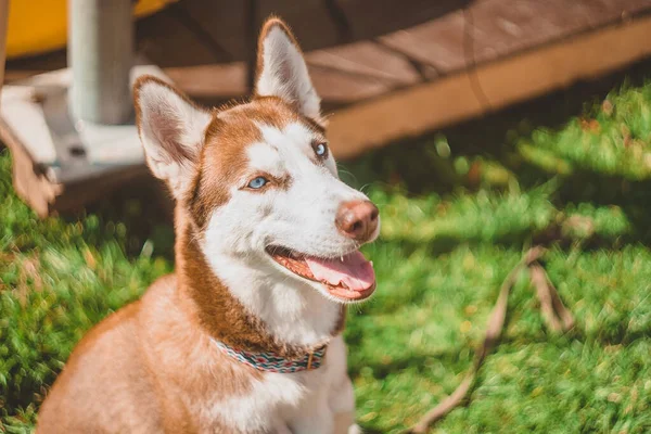 Een Lichtbruine Husky Hond Zit Het Groene Gras Glimlacht — Stockfoto