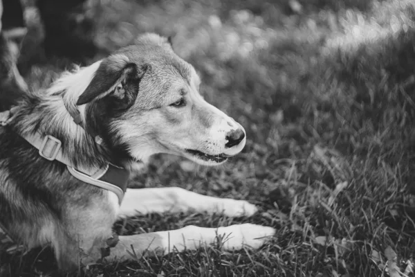 Çimlerin Üzerinde Yatan Sahibini Bekleyen Bir Köpeğin Siyah Beyaz Portresi — Stok fotoğraf