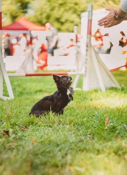 黒髪のチワワ犬が競争でトリックを実行し 草の上に座っている — ストック写真