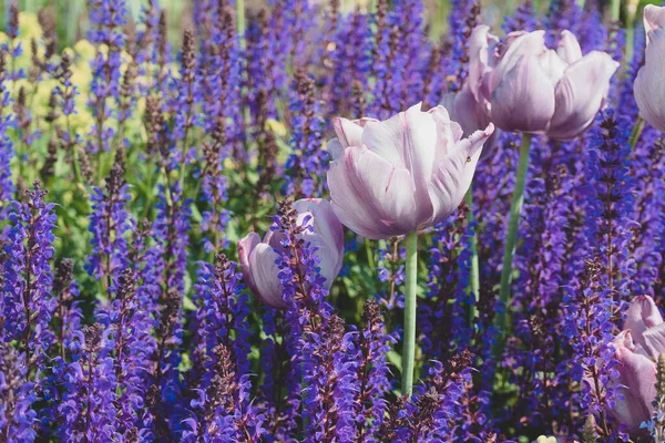 背景に紫色のラベンダーの花を持つライラックチューリップを閉じます — ストック写真