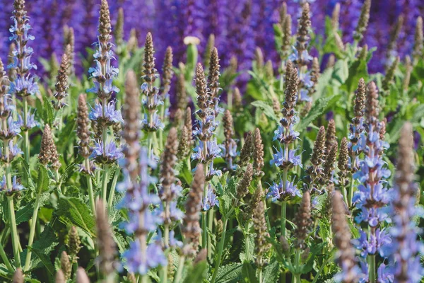 Flores Azuis Violetas Grama Verde — Fotografia de Stock