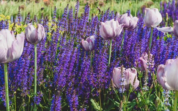 Canteiro Flores Com Tulipas Lilás Flores Lavanda Violeta — Fotografia de Stock