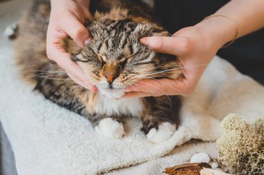 Şakaklara ve tekir bir kedinin ağızlık masajı. Stres atıyorum. Masaj tekniği