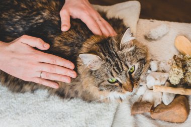 Avuçlarınla tekir bir kedinin sırtını okşuyorsun. Masaj tekniği