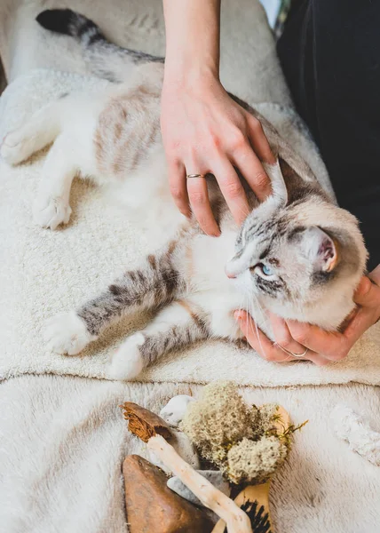 Masajea Las Yemas Tus Dedos Por Todo Cuerpo Gato Siamés — Foto de Stock