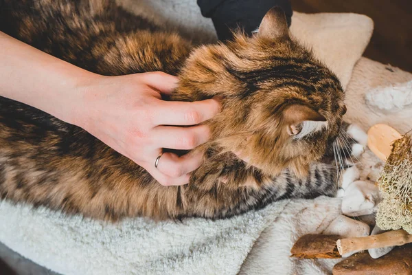 Masajear Los Movimientos Alrededor Del Cuello Del Gato Tabby Técnica — Foto de Stock