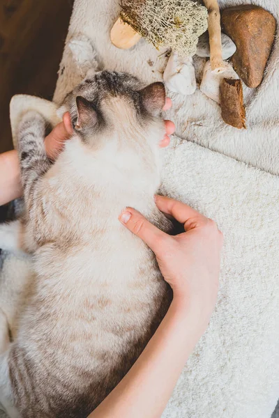 Massageie Movimentos Com Polegar Indicador Longo Coluna Vertebral Gato Siamês — Fotografia de Stock