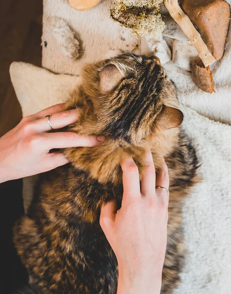 Masajea Cintura Del Hombro Del Gato Tabby Con Las Yemas — Foto de Stock