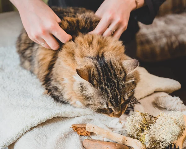 Massage Met Kneepjes Van Het Hele Lichaam Van Een Gestreepte — Stockfoto