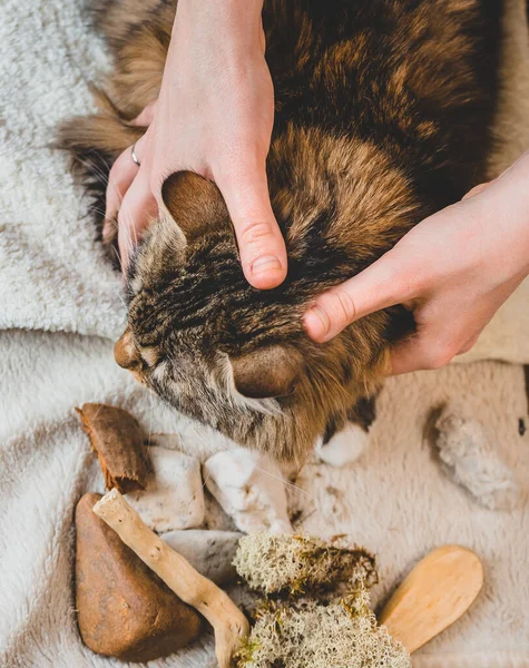 Masajea Cabeza Del Gato Con Tus Pulgares — Foto de Stock