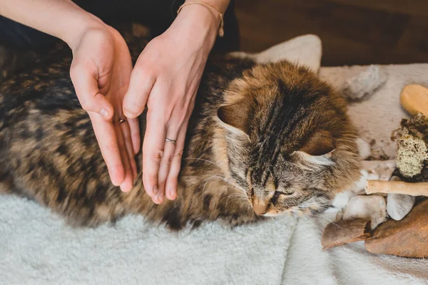 Masajea Las Costillas Tus Palmas Sobre Cuerpo Del Gato Tabby — Foto de Stock