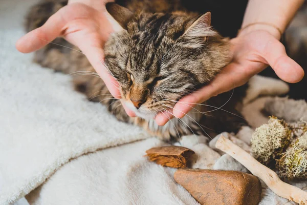 Ligeros Movimientos Masaje Con Las Palmas Alrededor Cabeza Del Gato — Foto de Stock