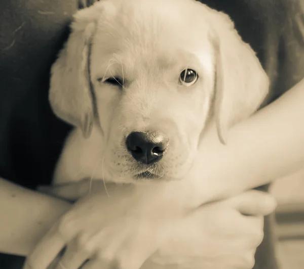 Cachorro Labrador Retriever Guiñando Ojo Abrazos — Foto de Stock