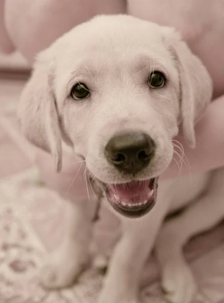 Filhote Cachorro Labrador Retriever Sorrindo Abraços — Fotografia de Stock