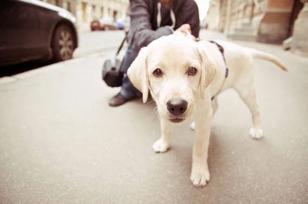 Labrador Retriever Cinsi Bir Köpek Yavrusu Sokakta Duruyor — Stok fotoğraf