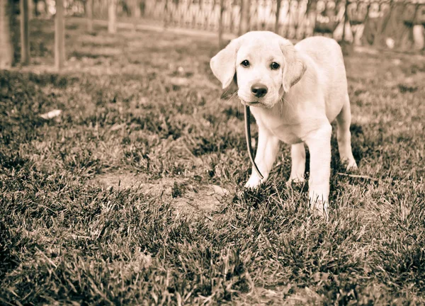 Lindo Cachorro Labrador Retriever Pie Sobre Hierba Verde Césped —  Fotos de Stock
