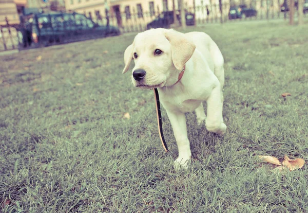 Çimlerin Üzerinde Koşan Şirin Bir Labrador Köpeği — Stok fotoğraf