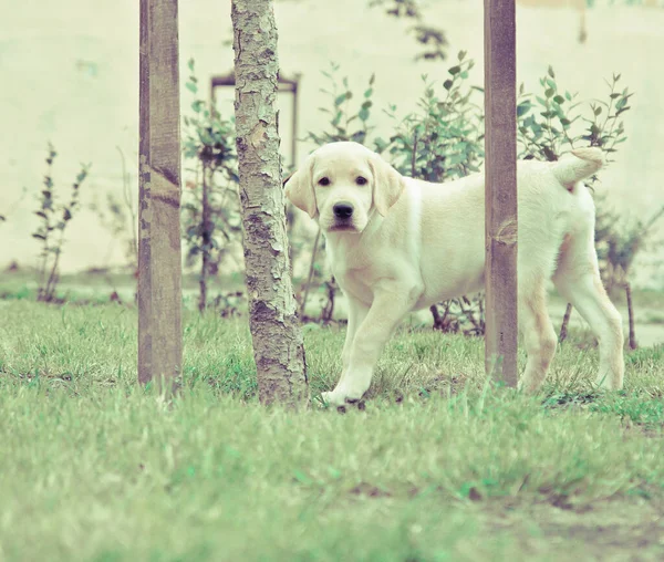 Şirin Bir Labrador Köpeği Çimlerin Yeşil Çimlerinde Bir Ağacın Arkasında — Stok fotoğraf