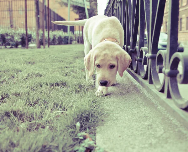 Cute Labrador Retriever Puppy Walking Sniffing Green Grass Lawn — Stock Photo, Image