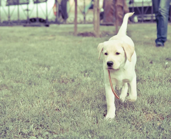 Een Schattige Labrador Retriever Puppy Wandelen Het Groene Gras Van — Stockfoto