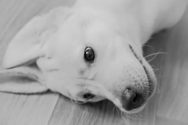 Tahta Zeminde Tavşan Kulaklı Şirin Bir Labrador Köpeği — Stok fotoğraf