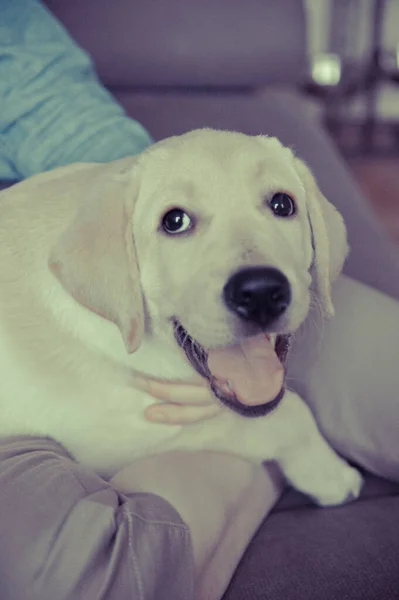 Cachorro Labrador Retriever Bostezando Abrazos — Foto de Stock